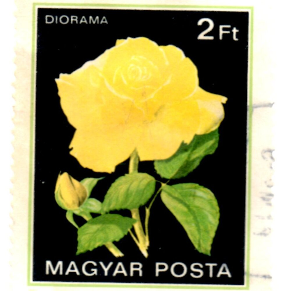 Framed Stamp Art - Hungarian Postage Stamp - Yellow Rose